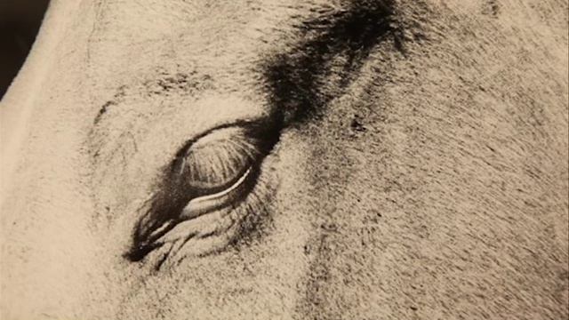 Ralph Gibson