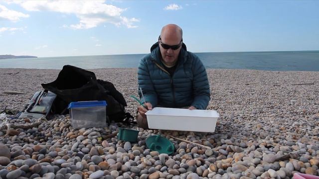 Scaly Crickets Chesil beach Dorset