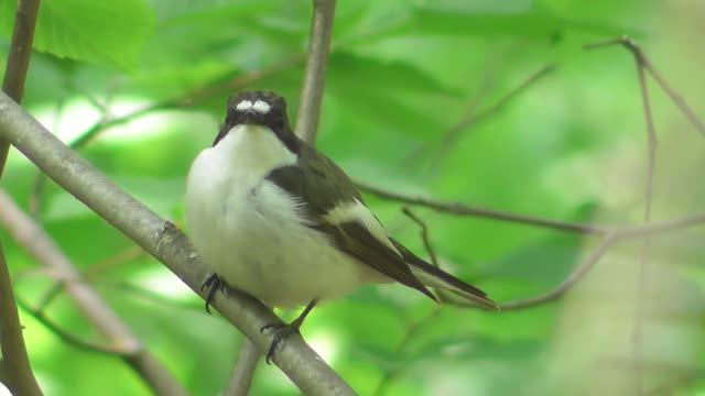 Мухоловка пеструшка. Самец и самка ( Ficedula hypoleuca )