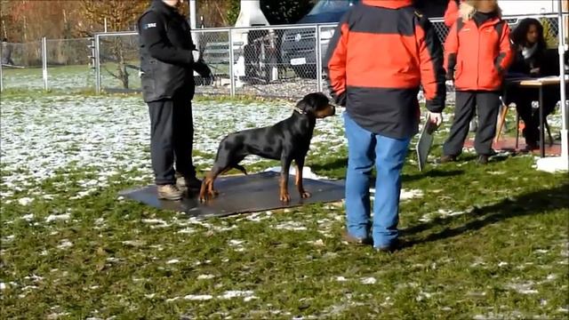 INA Von Der Maxi Rott Pass ADRK ZTP '13
