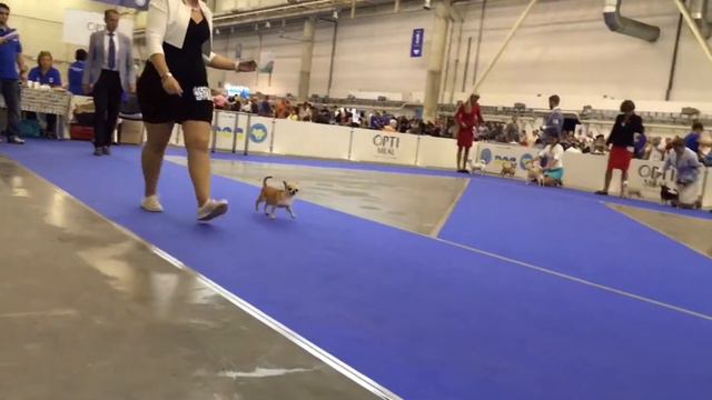 EDS 2017. Chihuahua s/c. Male - champion. Judge - HANS VAN DEN BERG
