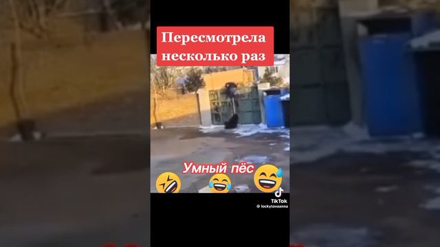 Умный пёсик не чего не скажешь 🤣🤣🤣🤣🤣