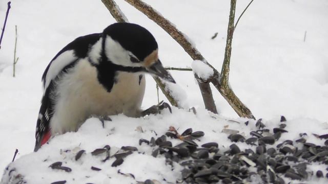 Самка большого пёстрого дятла на лесной кормушке ( Dendrocopos major )