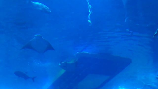 Fish