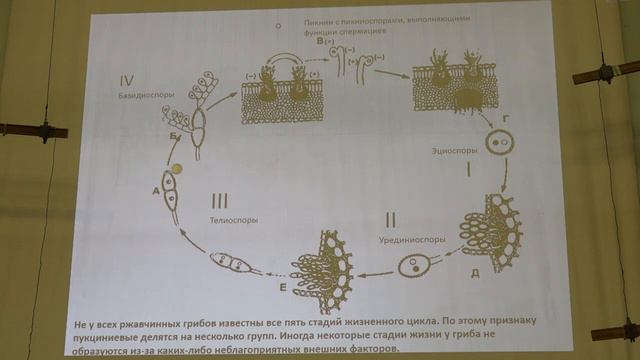 4. Отдел Basidiomycota. Микология - Кураков А. В. Teach-in.