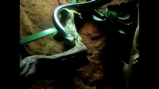 Serpent Ratier Vert