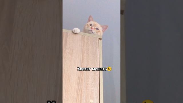 Смешные коты 2024 #shortsприколы #приколысживотными #мойантистресс #short #юмор