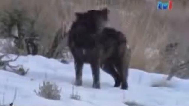 Nature Wildlife Documentary  BLACK WOLF