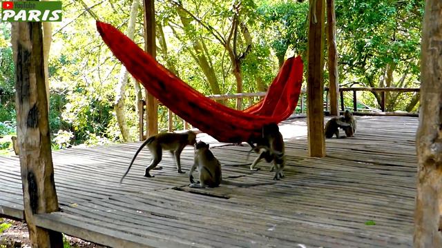 Sturdy swinging monkey funny video