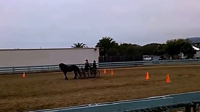 Friesian Driving With Lady Lora - 2013 Ventura Fair Pt. 2.