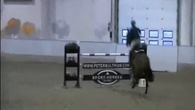 Aerodynamic `Sporthorses from Holland` SOLD peterbulthuis