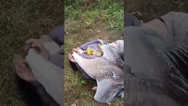 Важное напоминание о том, как человеческая плоть слаба перед гусем