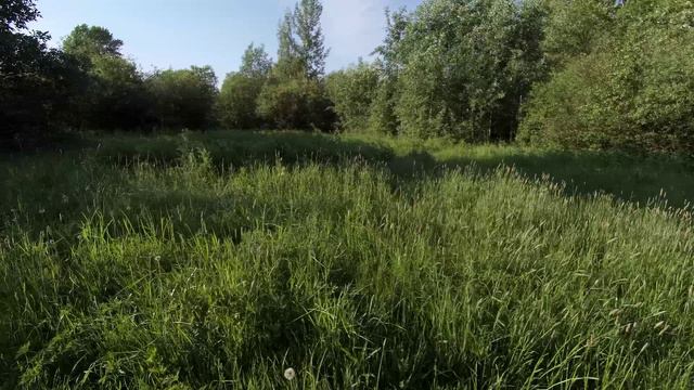День рождения  Мамы 80 лет в Полежаевском парке 04.06.24