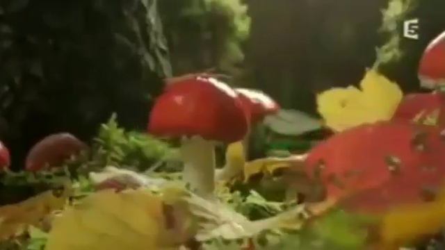 Importancia de los Hongos