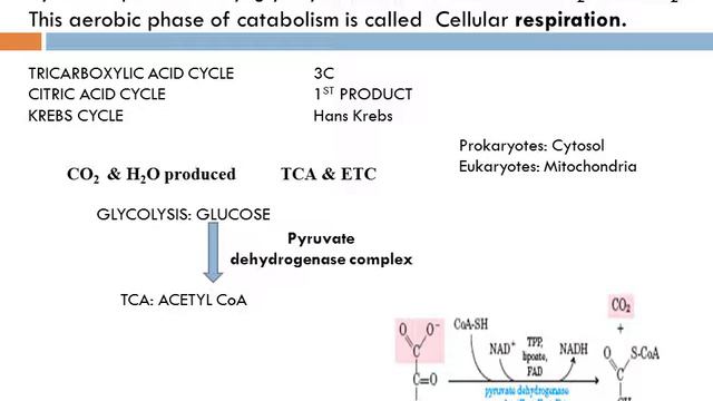 KREBS CYCLE