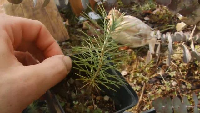 Ghost pine / Sivi bor