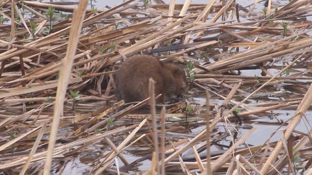 Muskrat, Berrien co., Michigan