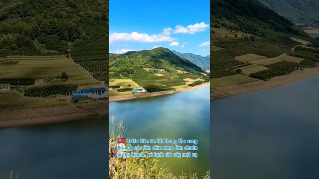 🇰🇵 DPRK Farmers prepare to harvest rice🌾