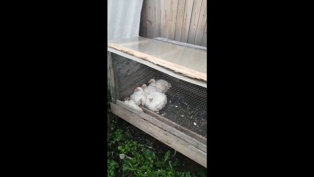 Мое хозяйство / Нина Иванова