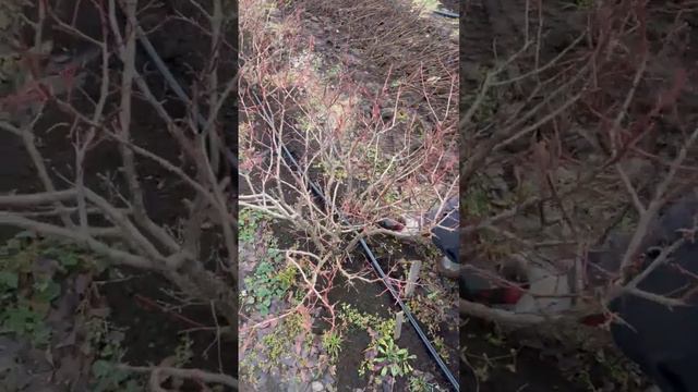 INFACO - darbi ar INFACO šķērēm. Ciemos pie Pētera Heimaņa Pūrē. Krūmmelleņu kopšana pavasarī.