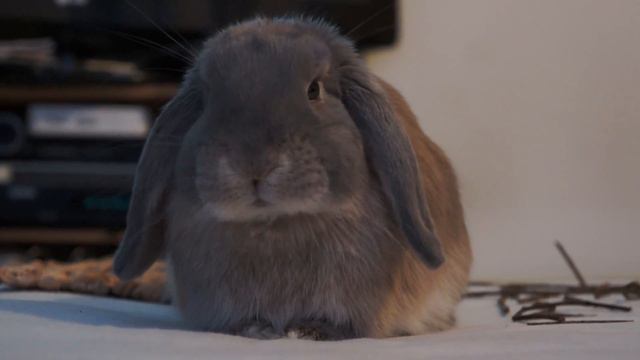 Rupert eating willow stick followed by a flop