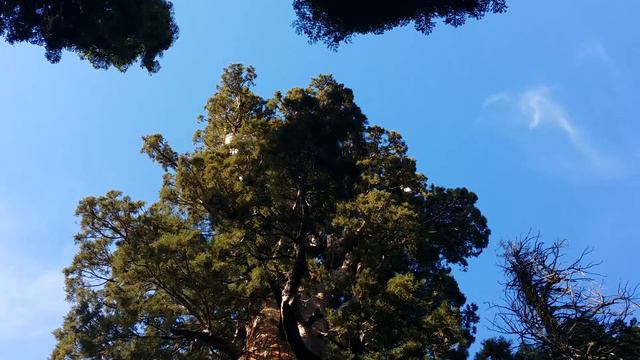 The President tree