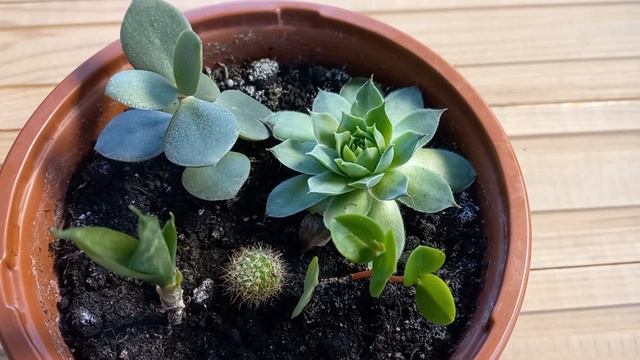 Am niste plante suculente noi - Informatii de ingrijire