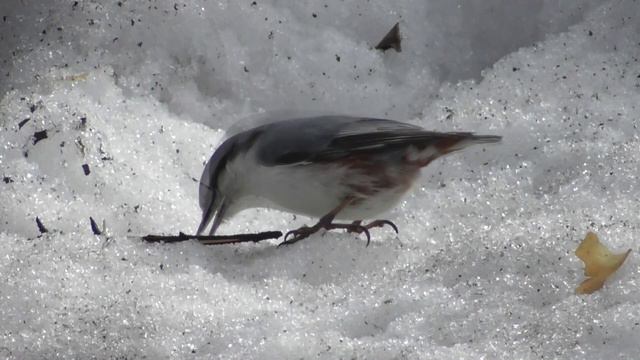 Поползень. ( Sitta europaea )