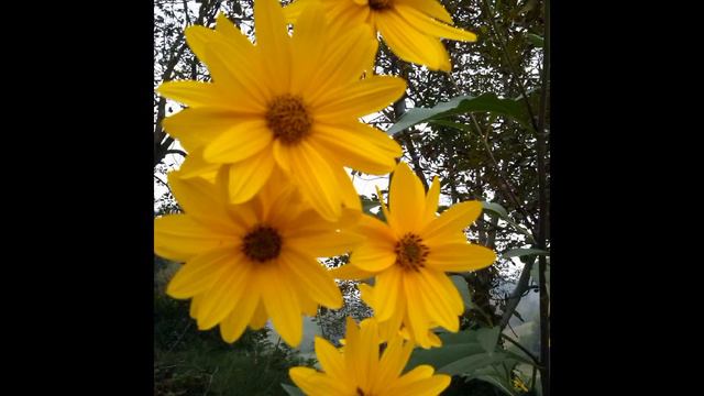 TOPINAMBUR (helianthus tuberosus) medicinal plant