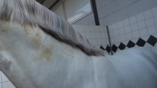 GENIAAL PAARDENSPEL MET LIZZIE, EVE & GEORGE | PaardenpraatTV