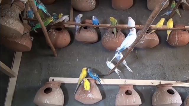 Budgies Male Female Difference | Australian Parrots Male And Female Ki Pechan | Budgies Nar Mada