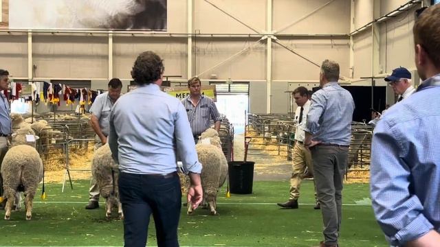 Sydney Royal Easter Show 2024: Day 6 Sheep Pavilion 🐑 Strong Medium Merino #eastershow