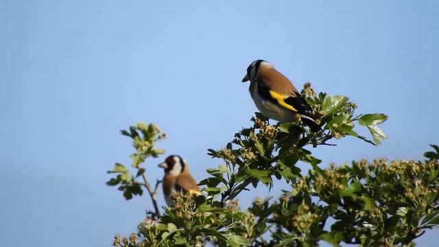 Putter, Distelvink Nijm Ooijpolder 200513 10