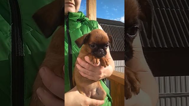 Puppies griffons & pti brabanson -  Namsarey FCI- RKF