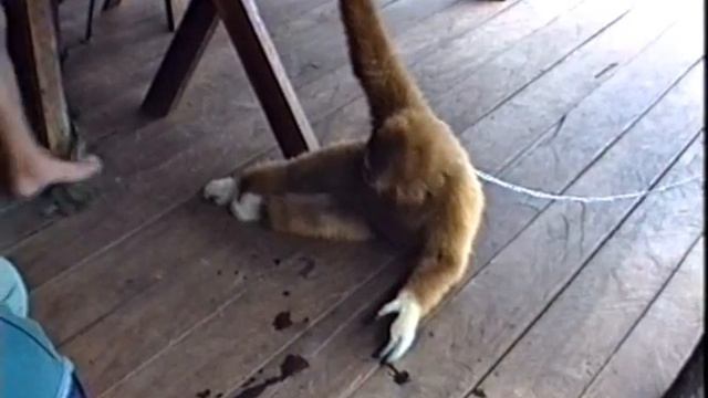 Erik Pedersen, video