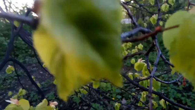 VID 20220521 2116580 В саду (Н. Гумилёв)...Павел Васильев Лахтинский