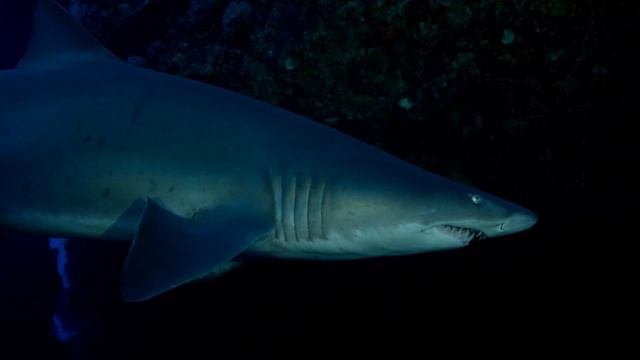 Sydney Coast Hope Spot – Dr. Sylvia Earle