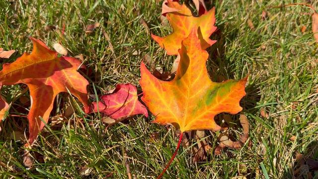 ОСЕННЯЯ АТМОСФЕРА, цвета листвы и уютные дома в окрестностях Торонто