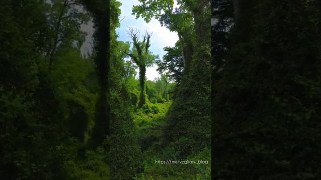 Самурский лес, Дагестан🌲https://t.me/vzgliani_blog