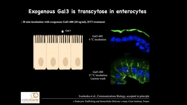 GlycoSL-dependent construction of endocytic pits for polarized protein distribution in cells
