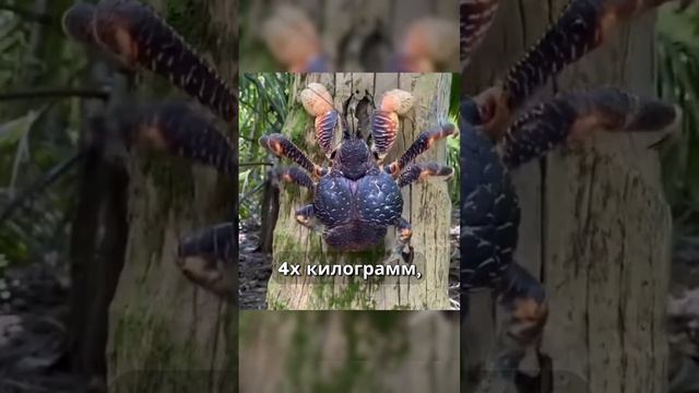 Топ-3 самых больших крабов!