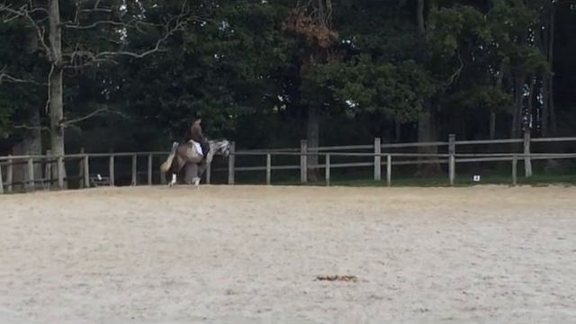 CAMPINO Holsteiner dressage 5 ans