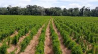 Plantio inhame da costa em São Miguel rondonia