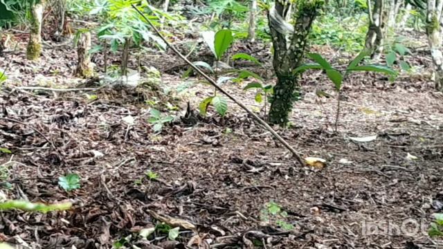 keseruan pikat lajaran bertemu bl senior