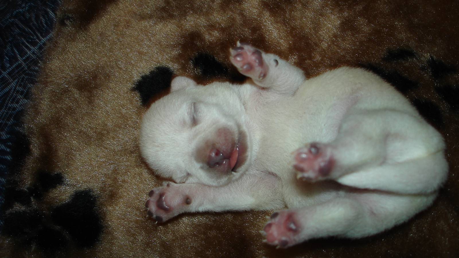 Как выглядит новорожденный щенок чихуахуа_ А вес_ What does a newborn Chihuahua puppy look like_