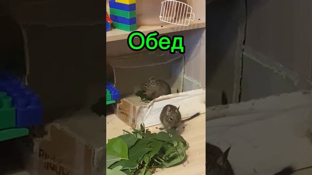 Завтрак Обед И Ужин