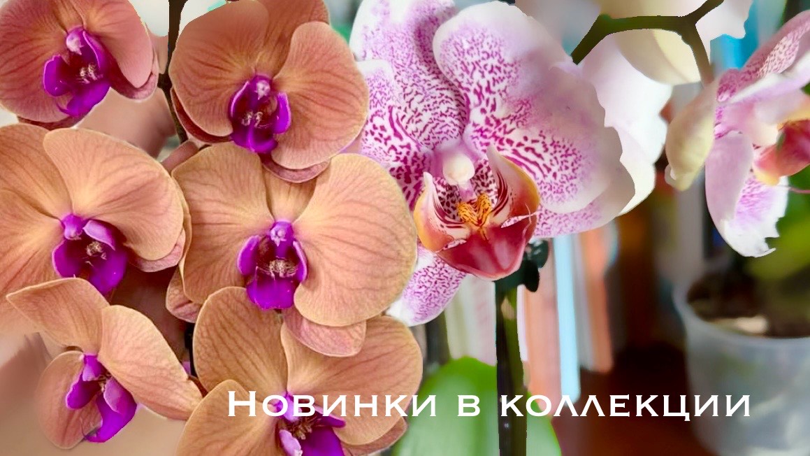 Новинки орхидей в коллекции от Орхомир, Санкт-Петербург #phal #orchids #распаковка #орхидеявеснушкаб