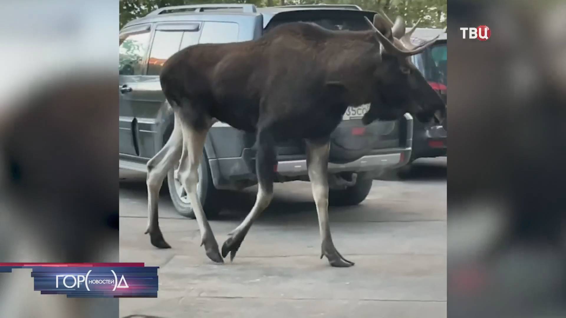 Лось прогулялся по северо-востоку Москвы / Город новостей на ТВЦ