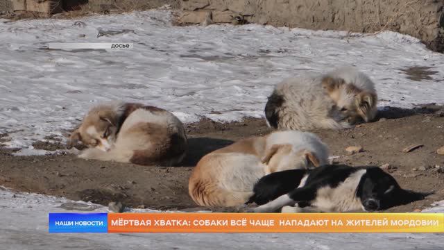 Мёртвая хватка: собаки всё чаще нападают на жителей Мордовии