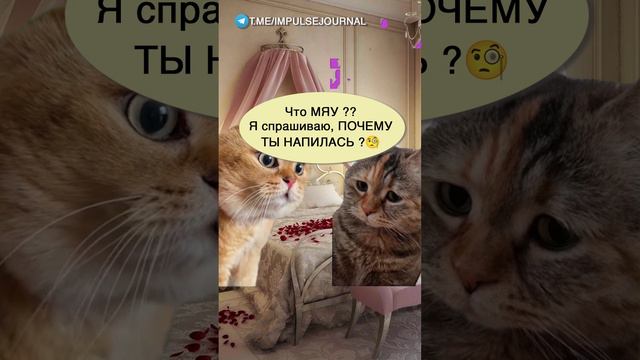 Женские будни #мыкотики #вмем #разговор #анекдот #шутки #кот #юмор #смешное #прикольно #мемы #cat